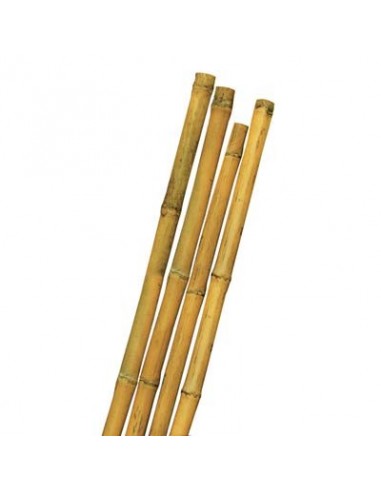 TUTORE CANNA BAMBOO