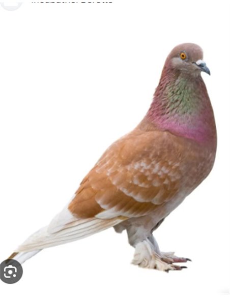 MANGIATOIA PER COLOMBI/GALLINACCEI