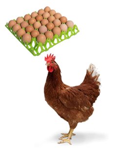 ABBEVERATOIO A SERBATOIO LIVELLO COSTANTE 2